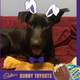 Image for article titled Last Call: Is your pet Cadbury bunny material?